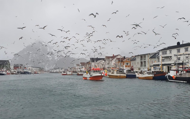 Fugue hivernale en raquettes, sous les aurores boréales des îles Lofoten, en Norvège